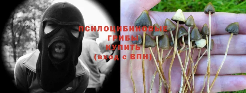 Псилоцибиновые грибы Psilocybe Константиновск